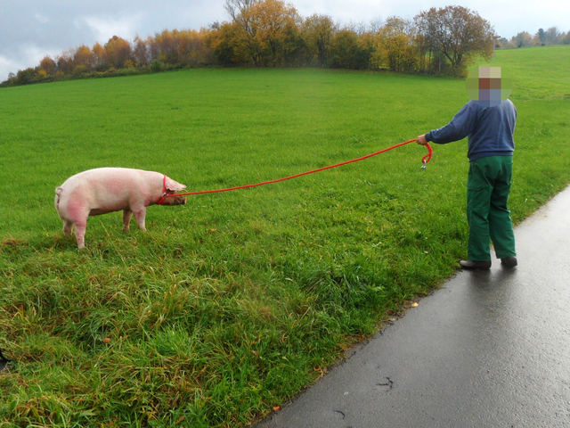 Ein Anwohner half dem Entdecker des Schweines, dieses bis zum Eintreffen der Polizei "zu sichern".