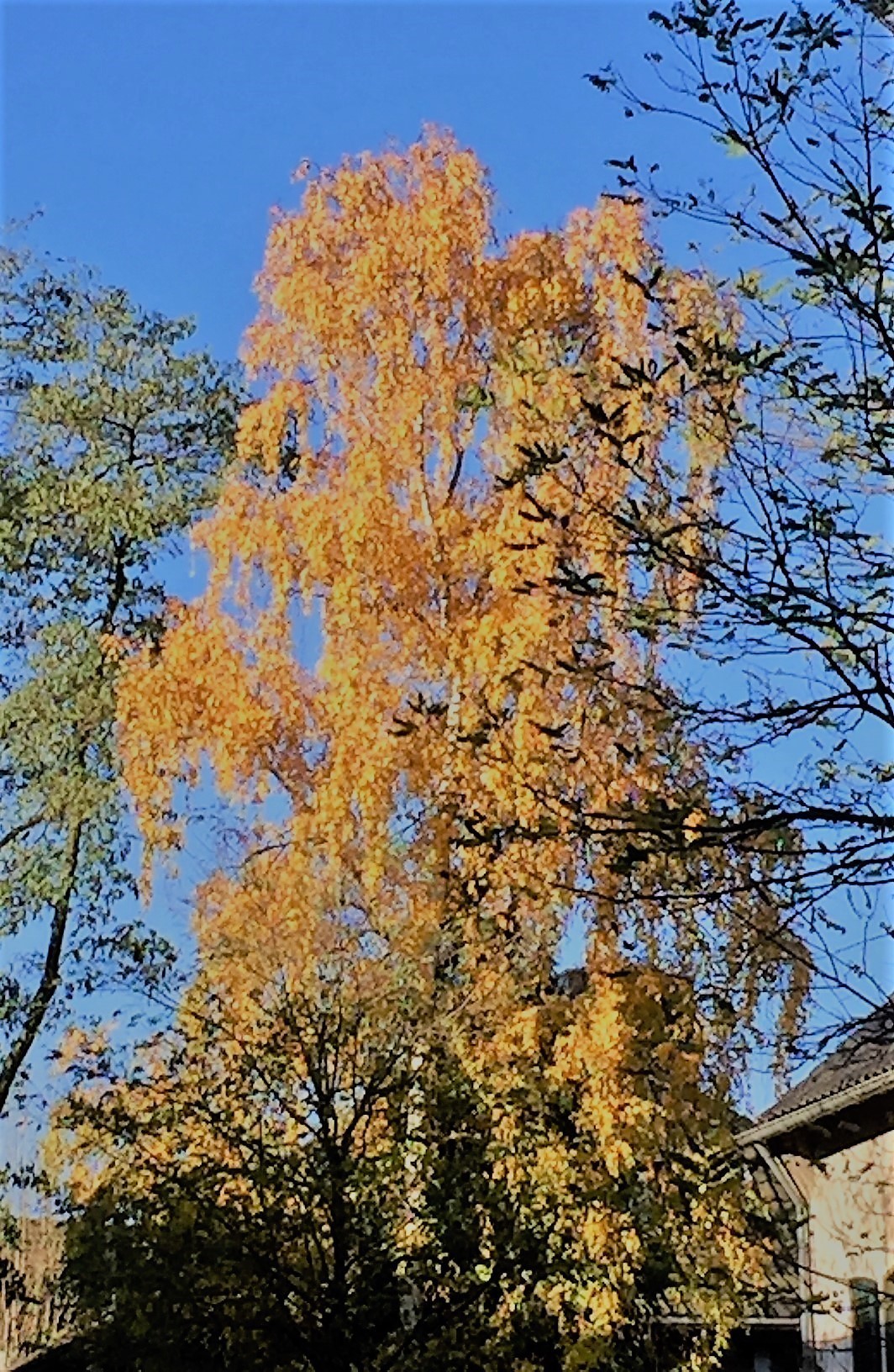 Das Blattgold direkt in meiner Straße