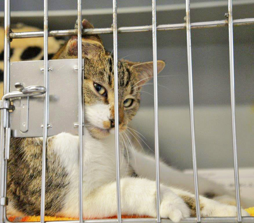 2717: Katze, weiblich; gefunden am 14. November am Reckhammerweg im Essener Nordviertel
