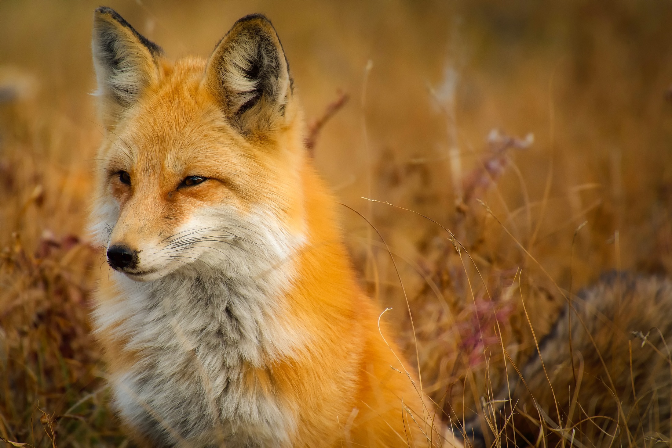 Foto:Pexels