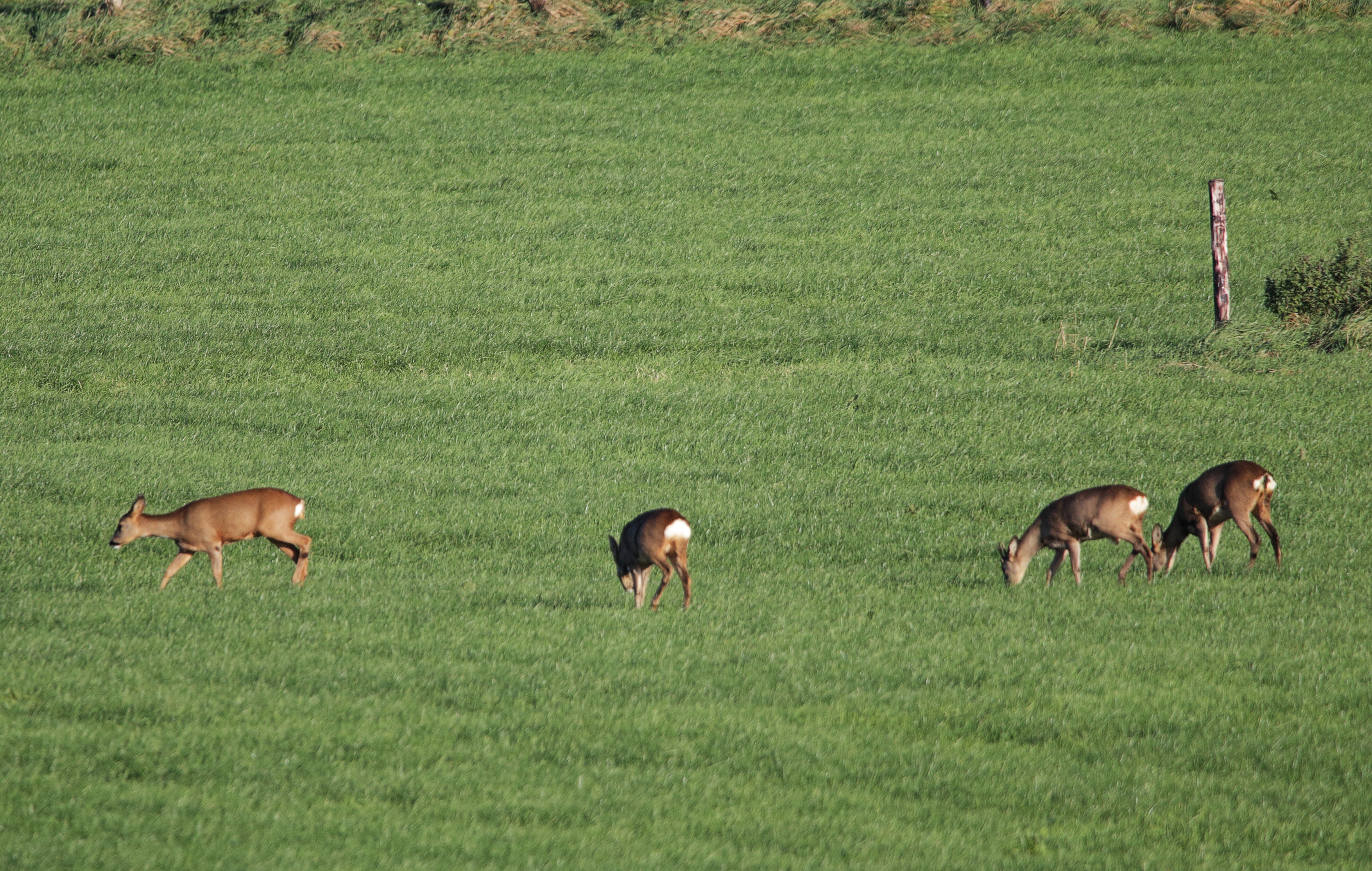 vier Rehe