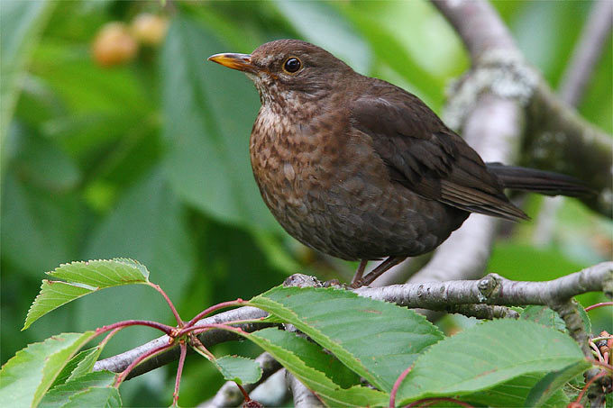 Amselweibchen in einem Kirschbaum