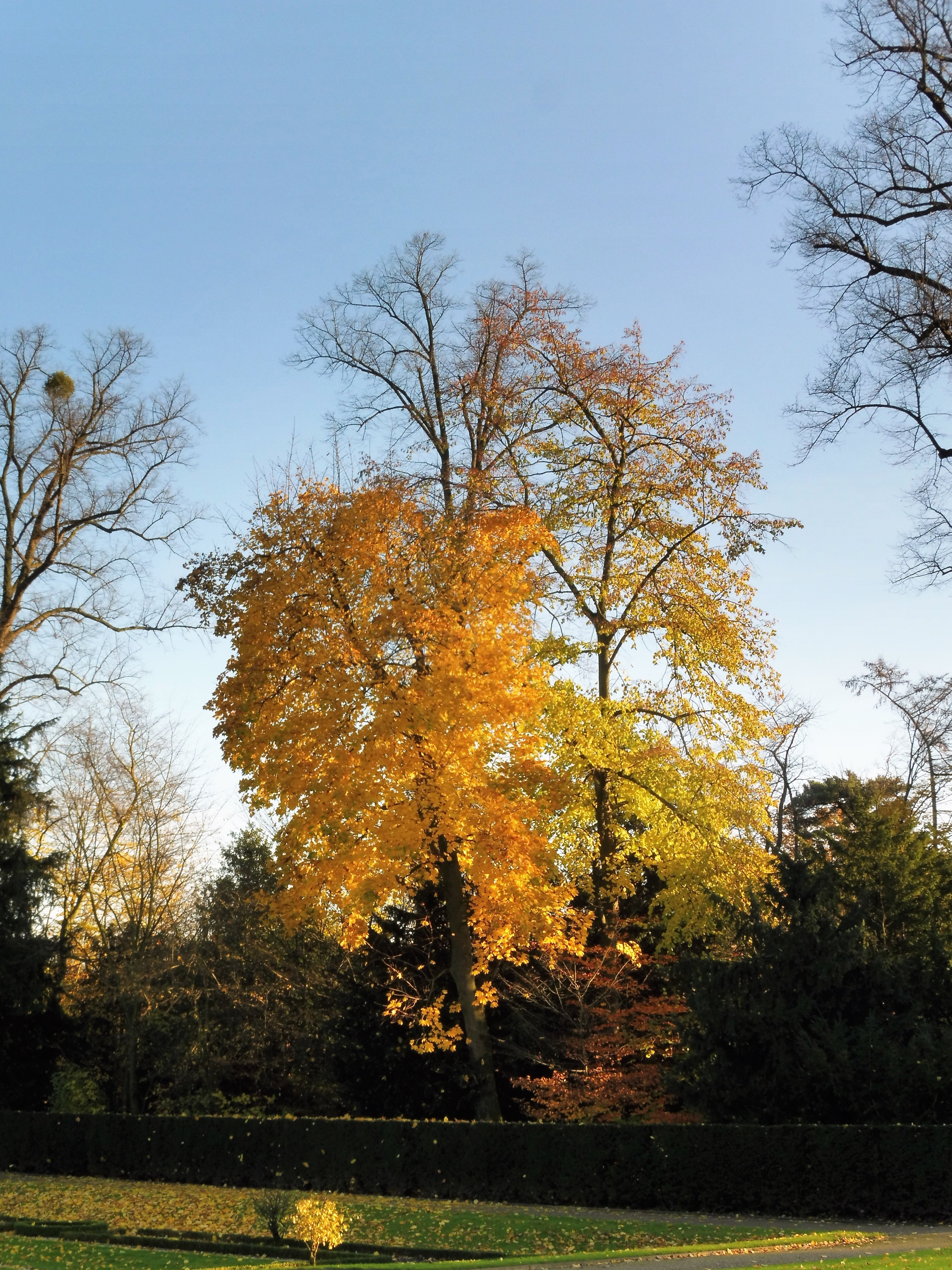 Die Bäume strahlen vor blauem Himmel