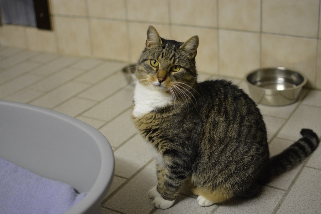 Ist er nicht wunderschön? Bandit sollte nicht im Tierheim Marl/Haltern verbleiben, Er hat ein neues Zuhause verdient.