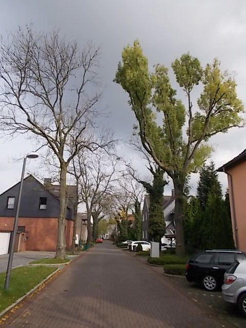 Die Eschen am Ochsenkamp müssen gefällt werden.