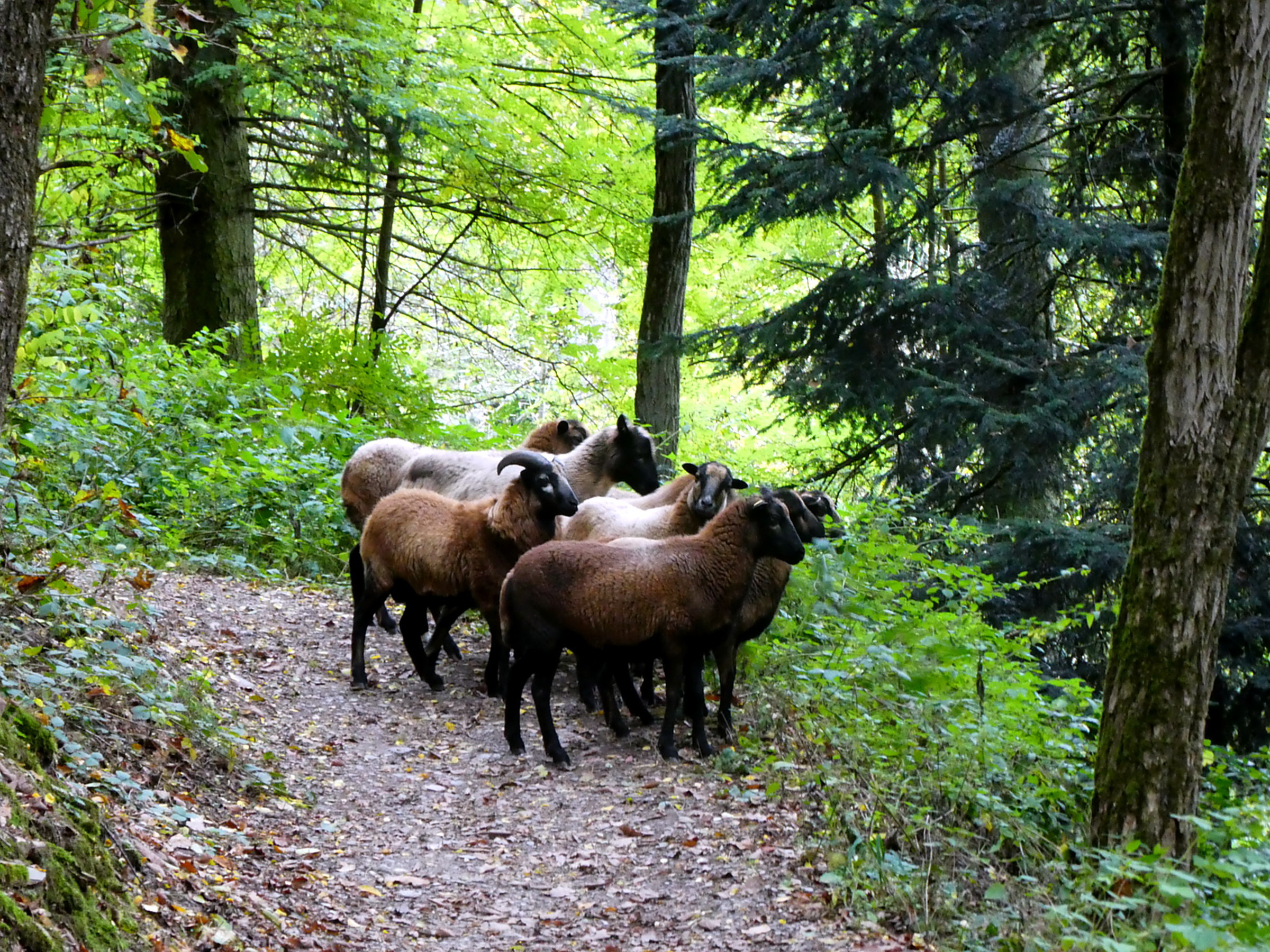 Sie überlegen ob sie uns vorbei lassen!