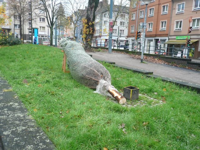 Eine fast fünf Meter nackte Tanne - gefangen im Netz - muss aufgerichtet, gestielt, geschmückt werden...Foto: Schattberg