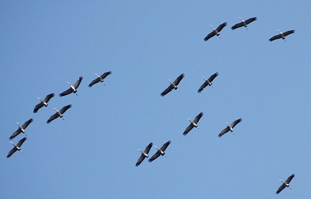 Eine "Chorgemeinschaft"