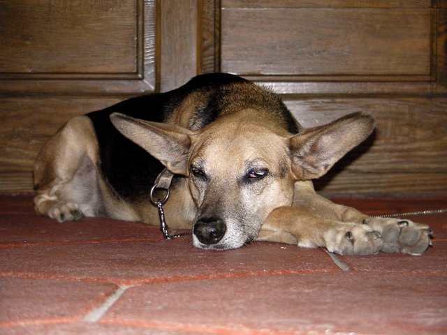 Der kann wenn er will, aber er will nicht zuhören!