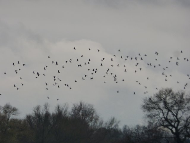 ein ganzer  "Chor" schwirrt in der Luft
