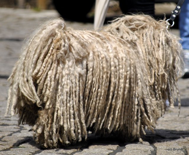 Von welcher Seite bellt der Hund??? - Nix zu sehen!!!  ;-)))))))))