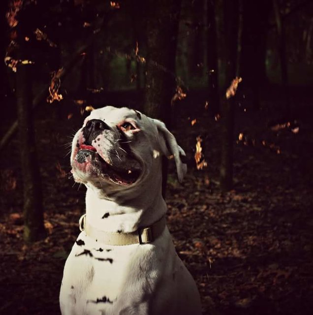 Dem Wind und den raschelnden Blättern lauschen