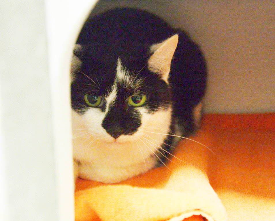 2785: Katze, weiblich; gefunden am 22. November im Asbachtal in Kupferdreh