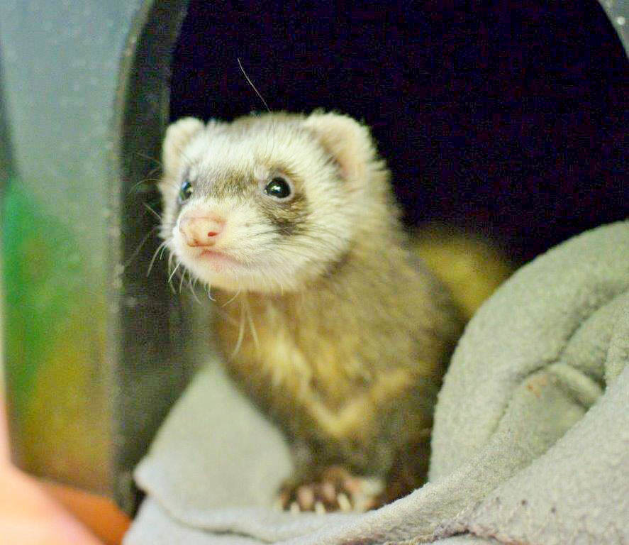 Tosca wünscht sich ein Zuhause mit viel Platz und netten Frettchen-Freunden. Foto: Tierheim Essen