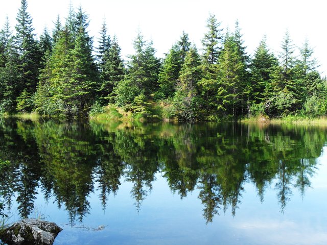Die Stille des Waldes "hören".