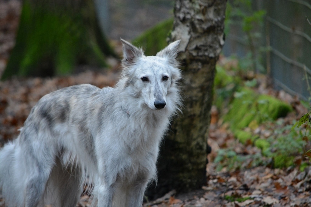 Nero: Schützling im Tierheim Marl-Haltern. Er sehnt sich nach lieben Menschen.