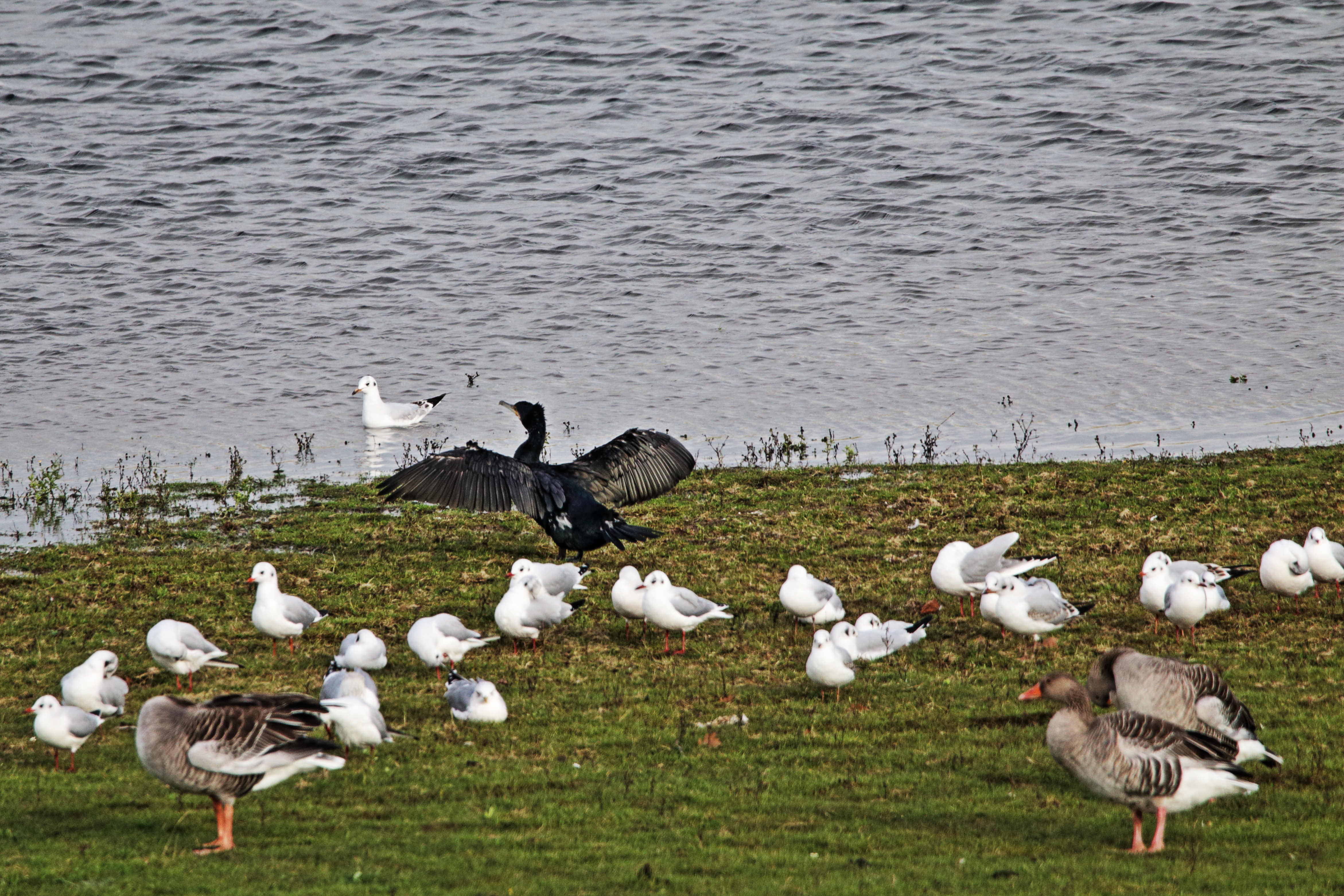 Kormoran
