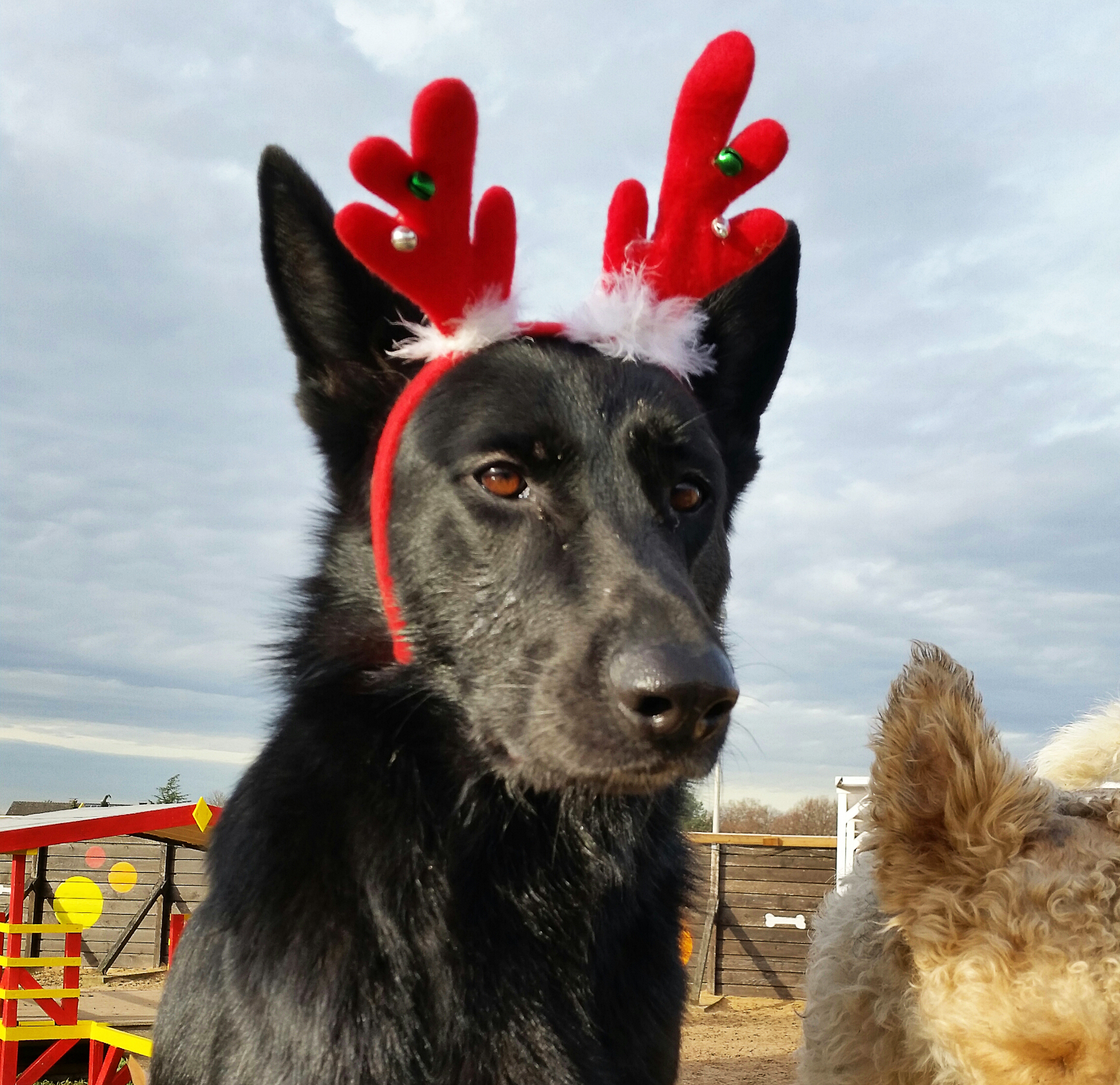 Zora wartet auf ein Rendezvous mit Rudolph.