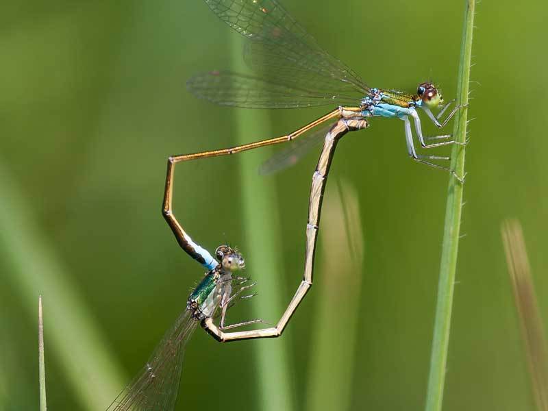 Zwerglibelle (Nehalennia speciosa) bei der Paarung