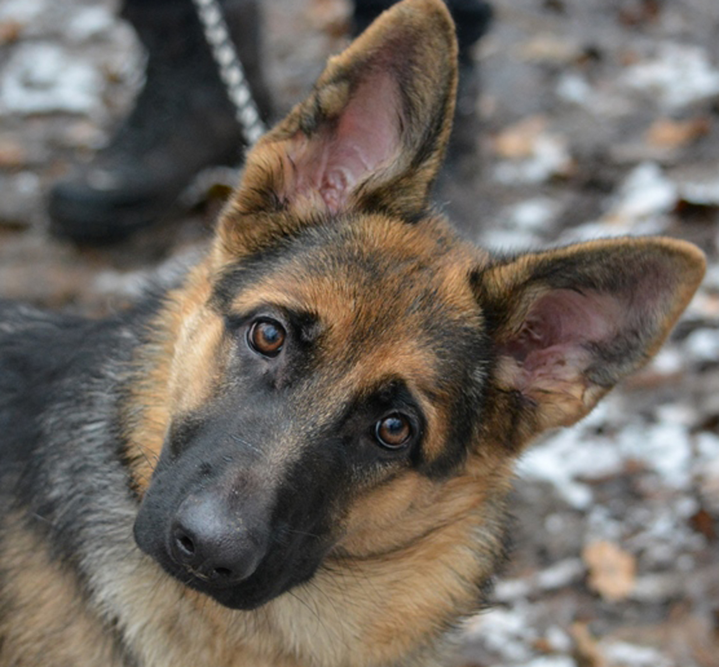 Können diese Augen lügen? Jessi (7 Monate alt) wartet auf liebevolle Menschen und ein richtiges Zuhause. Sie ist jetzt im Tierheim Marl/Haltern.