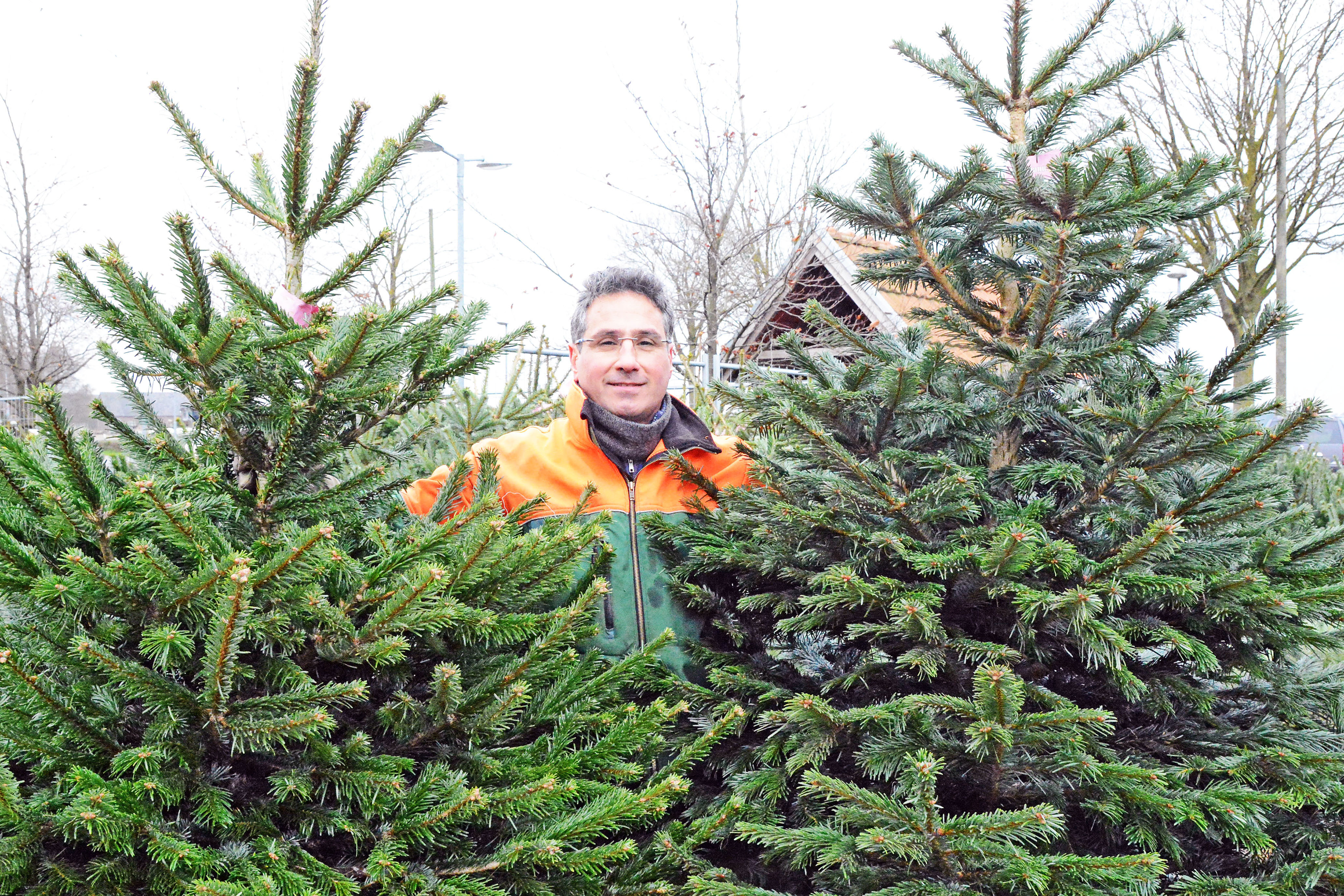 Weihnachtsbäume haben derzeit Hochkonjunktur. Der Trend geht dabei hin zum "Zweitbaum". Foto: Steve