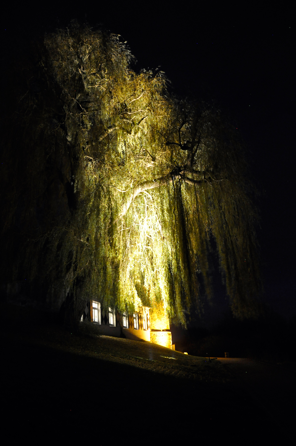 Erstrahlt in neuem Glanz: die Weide am Mühlenturm (Foto: Dirk Kleinwegen)