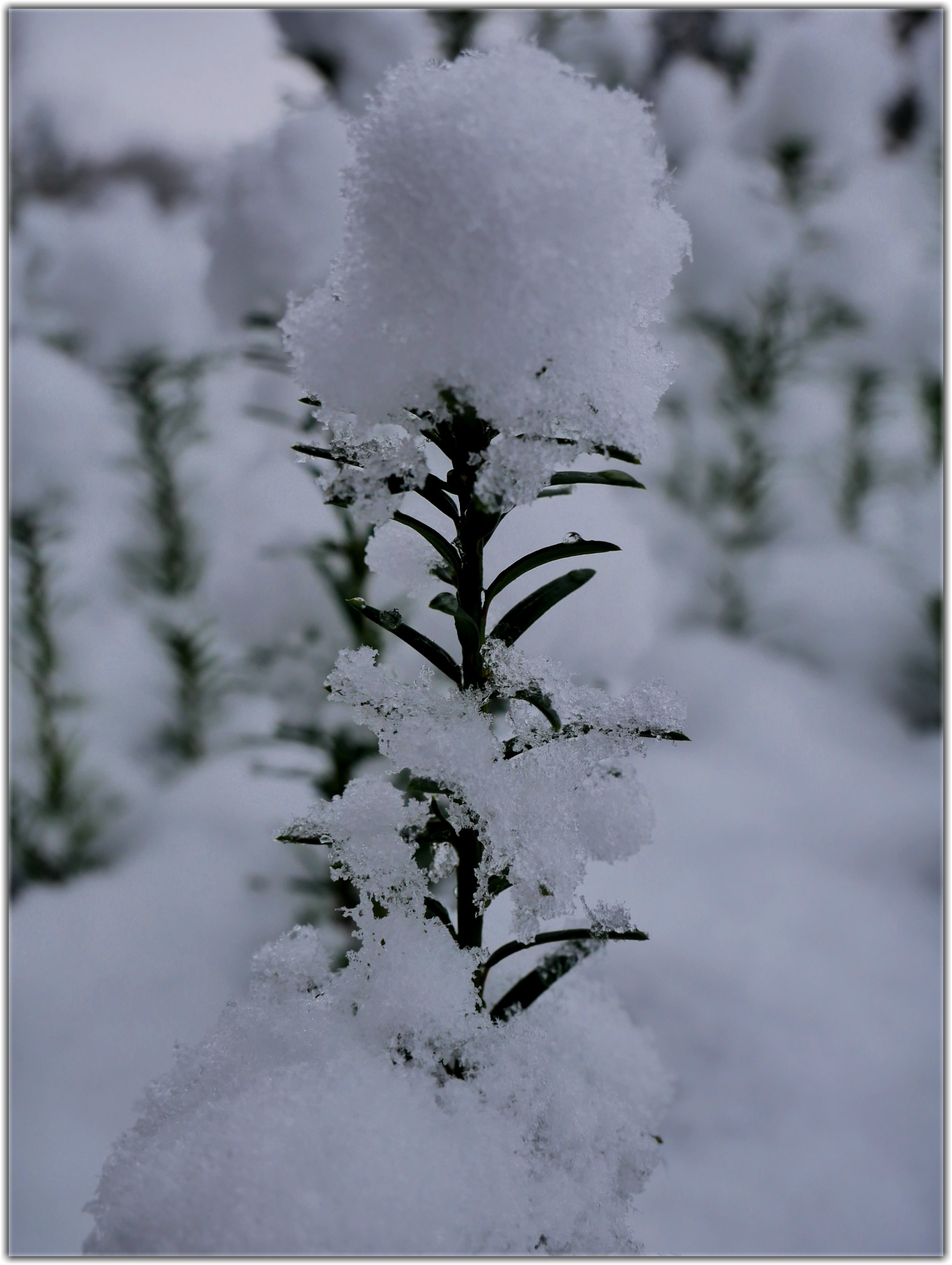 Schneerose!