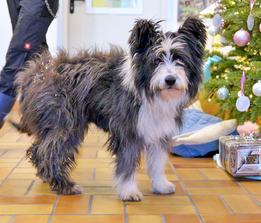 2866: Rüde; gefunden am 7. Dezember am Helenenpark in Altenessen