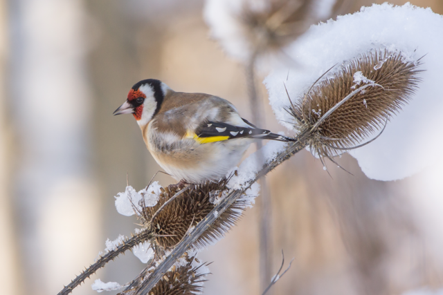 Stieglitz im Winter | Foto: NABU - Andreas Hartl