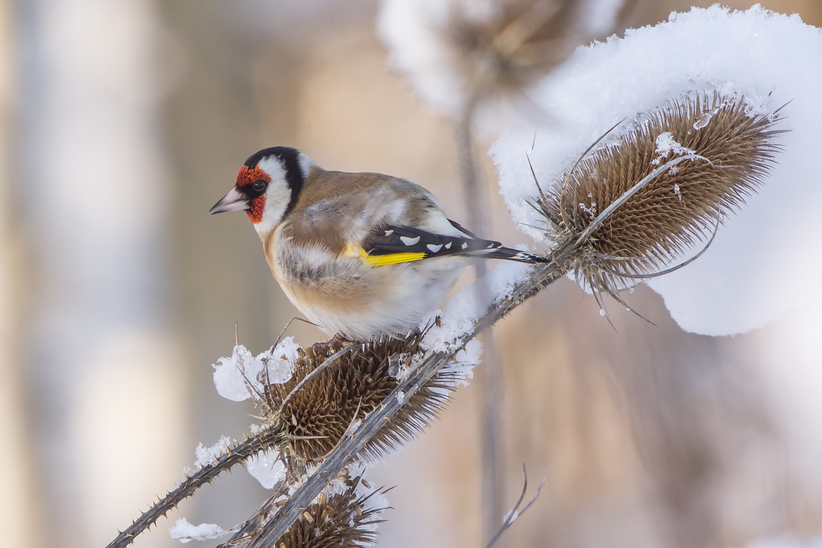 Stieglitz im Winter