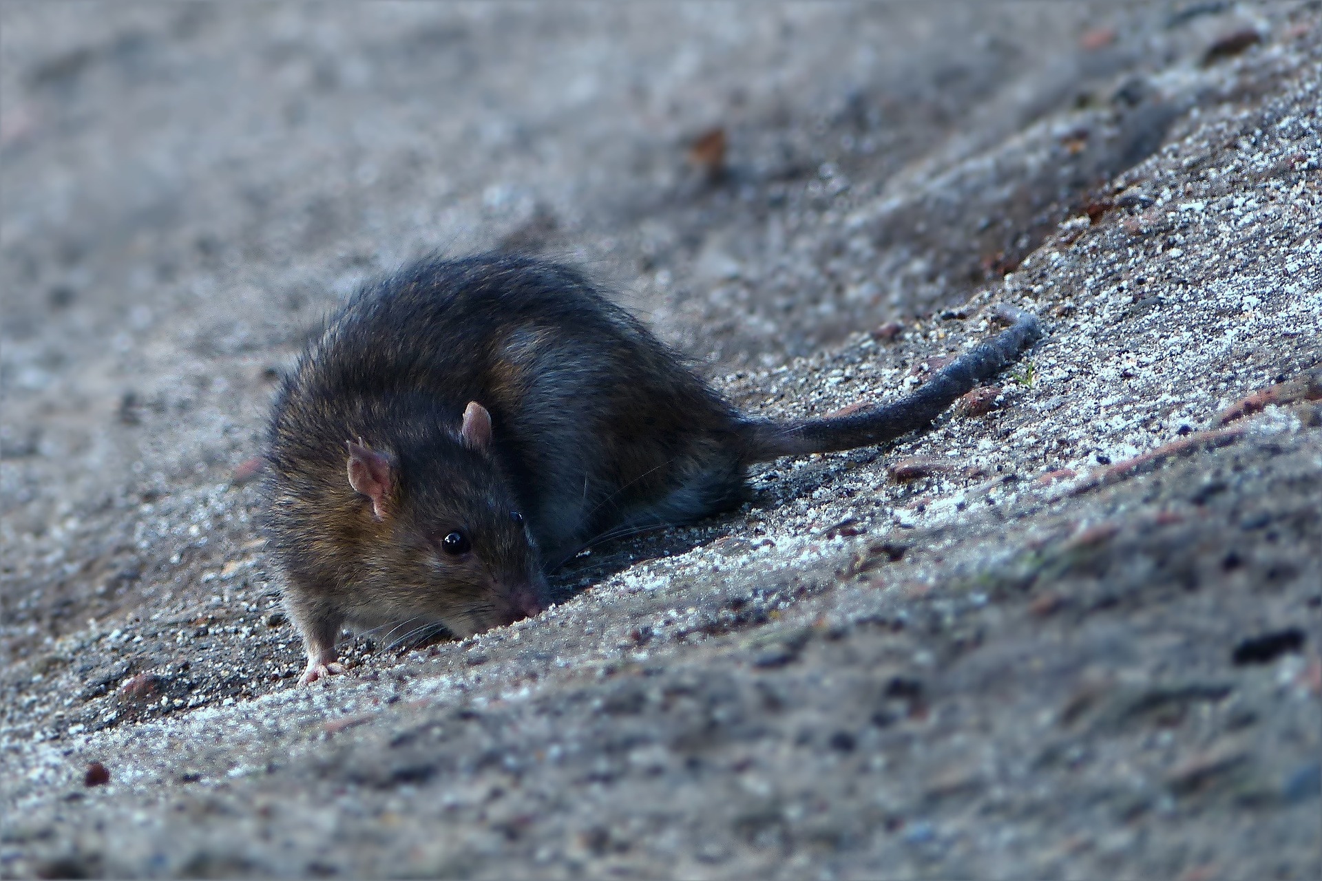 Eine Ratte legte das Stromnetz in Wulfen lahm. (Symbolfoto)