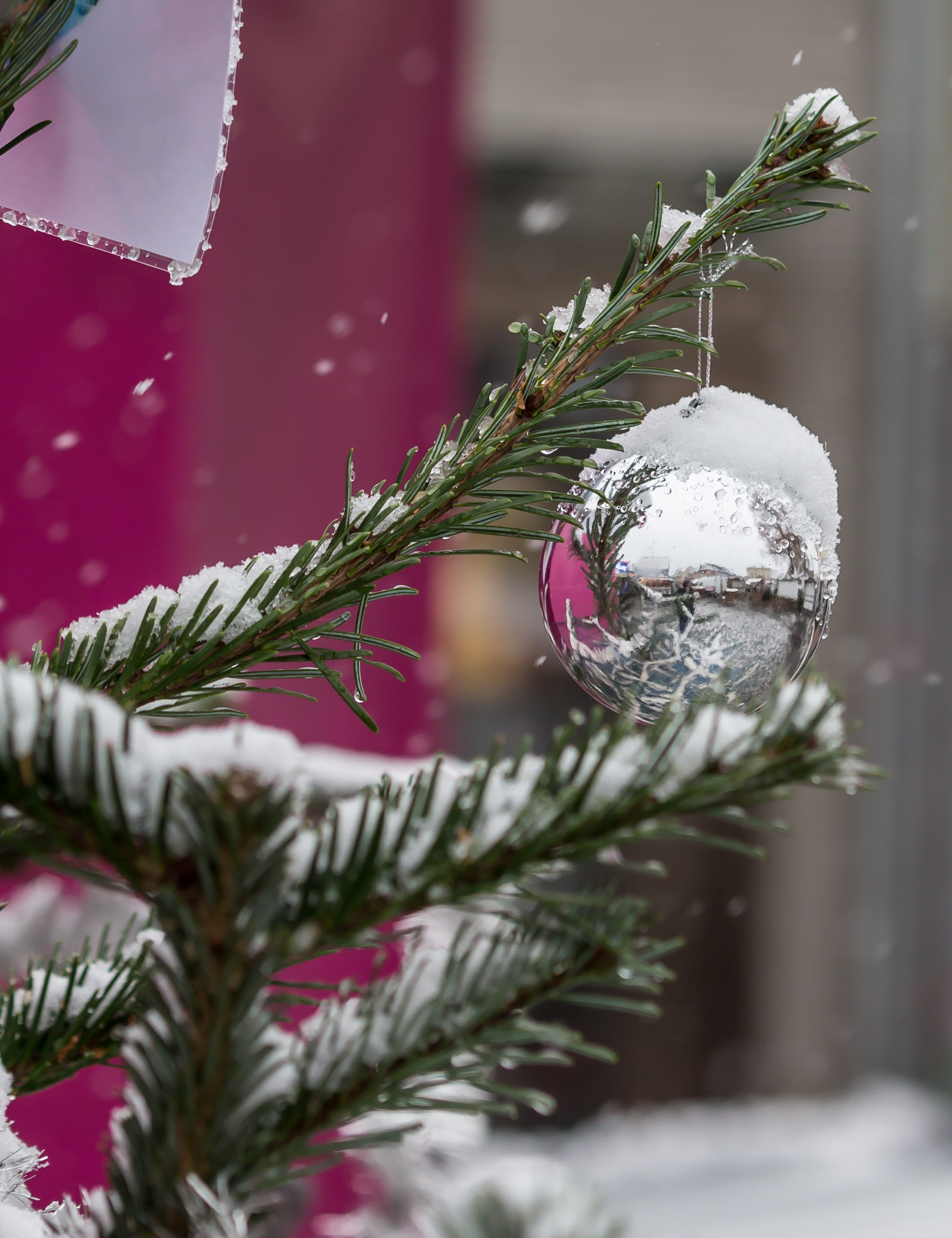 Noch auf der Suche nach einem Weihnachtsbaum? Das Hildener Stadtmarketing verschenkt Tannen.
