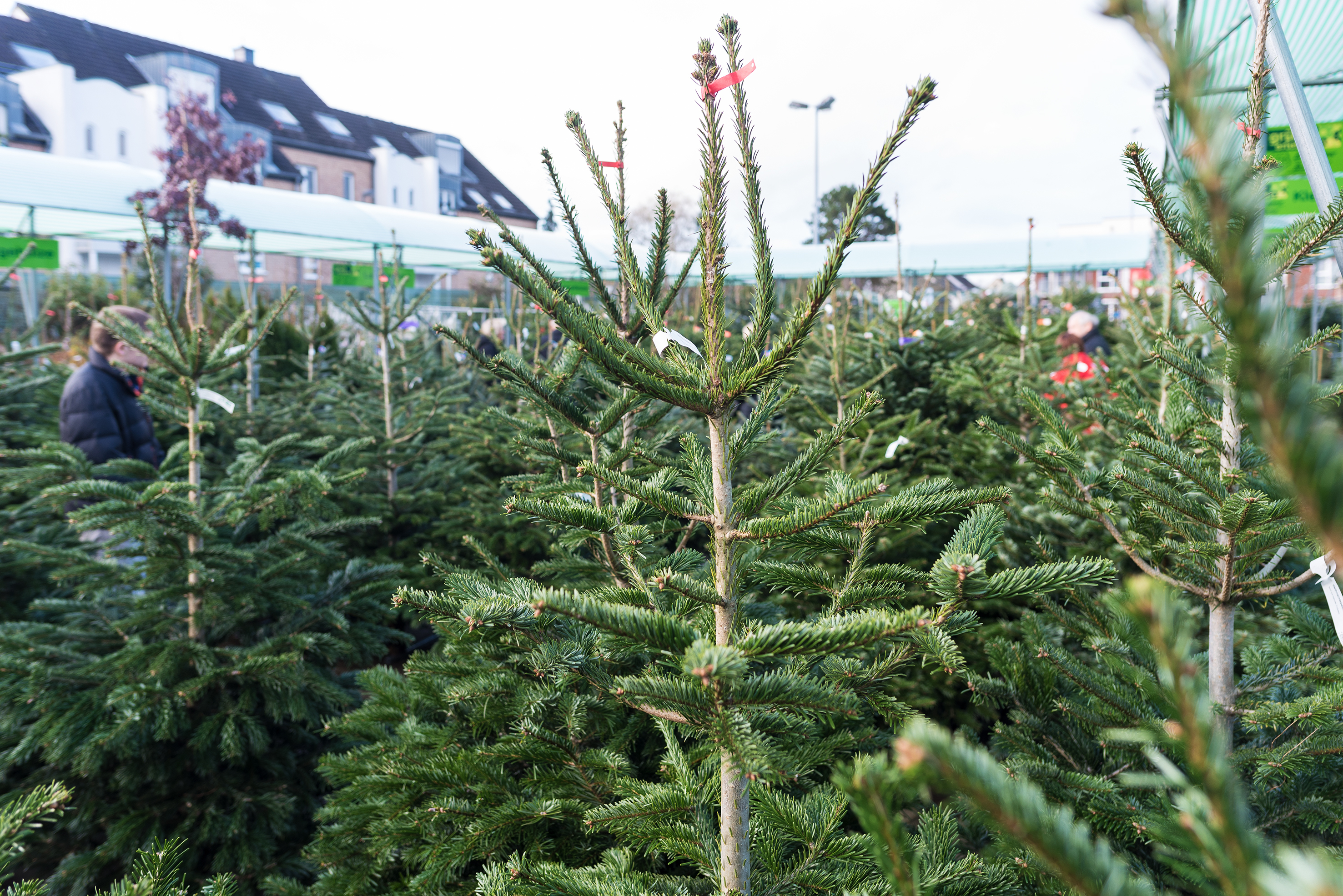 eute, am 16. Dezember, verlosen wir zusammen mit dem Berghausener Blumentopf einen Weihnachtsbaum, genauer gesagt eine Nordmanntanne aus dem Aktions-Angebot.