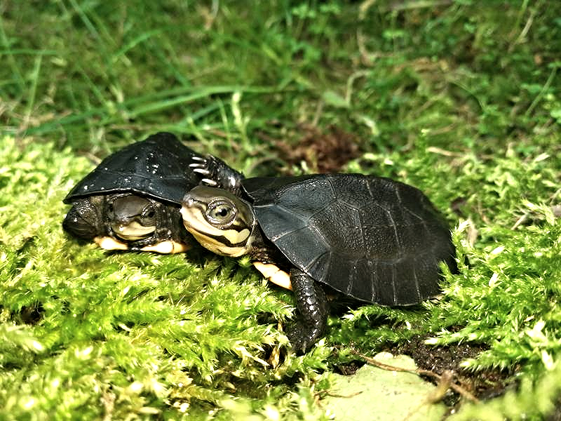 Foto: Allwetterzoo Münster