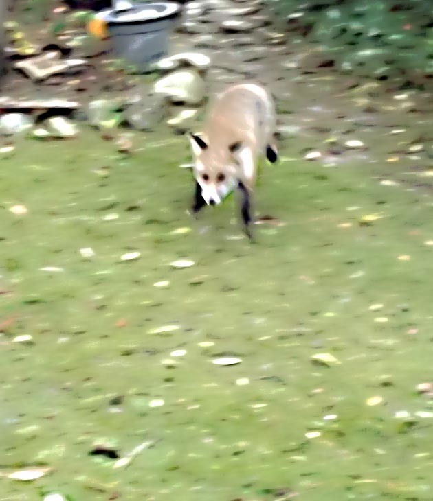 Im Garten der Familie Hartmann hat sich dieser Fuchs niedergelassen