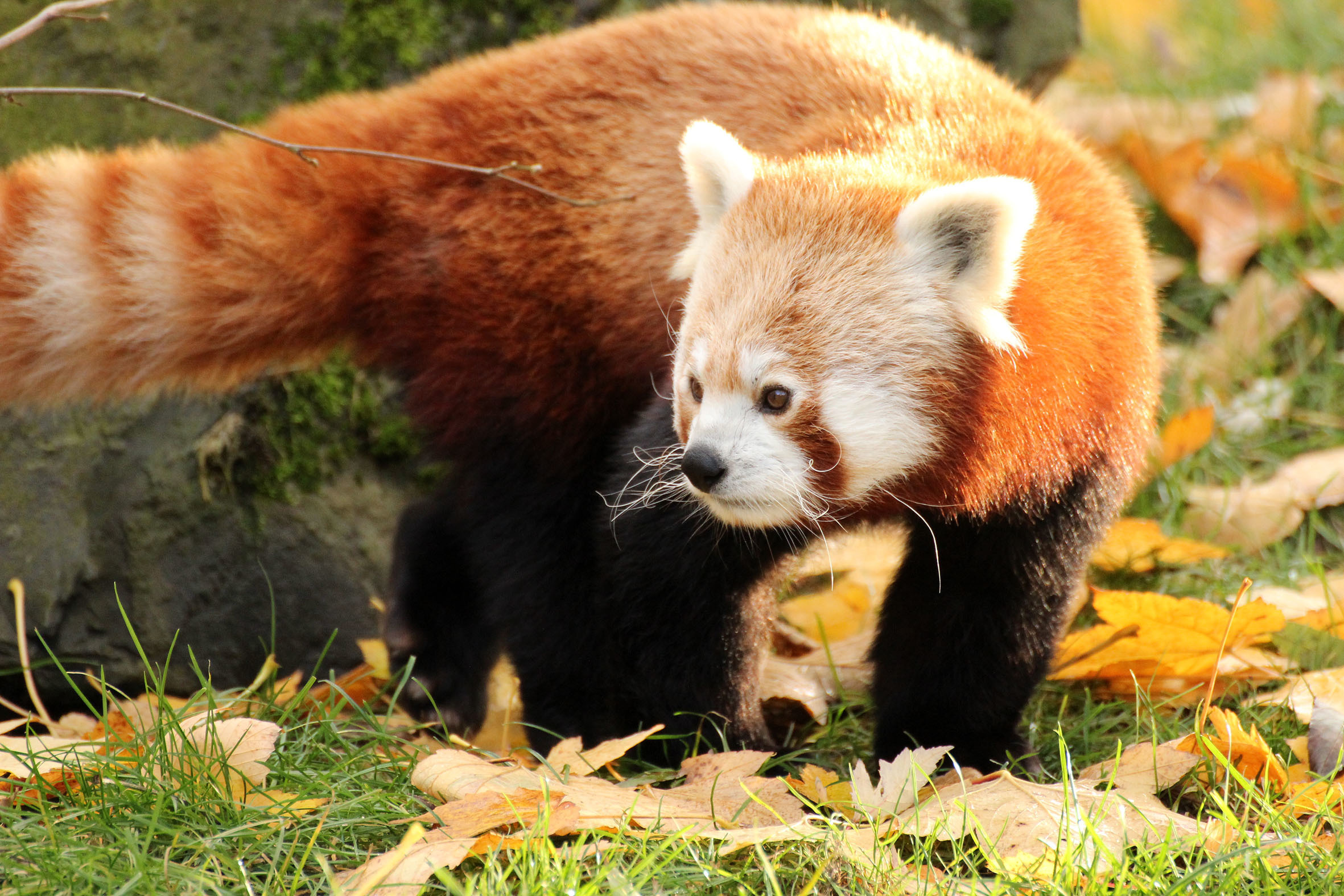 "Oh, wie süüüüüüüüüüüüß". Der Baumpanda ist selten unten, öfters jedoch oben im Baum zu finden. Was für Tiere man im Dortmunder Zoo noch finden kann, seht ihr in der folgenden Bildergalerie.