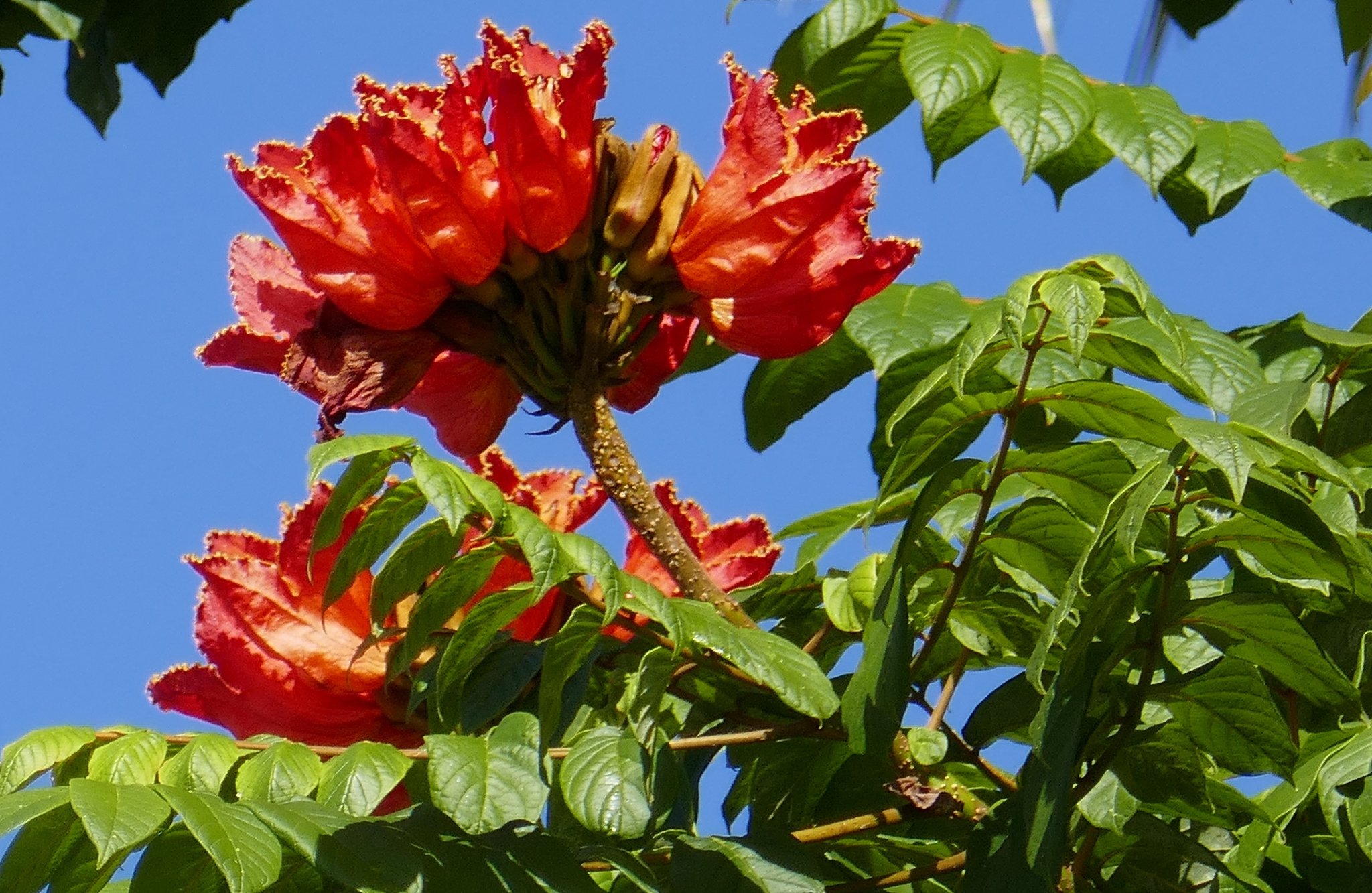 Der Afrikanische Tulpenbaum EssenRuhr
