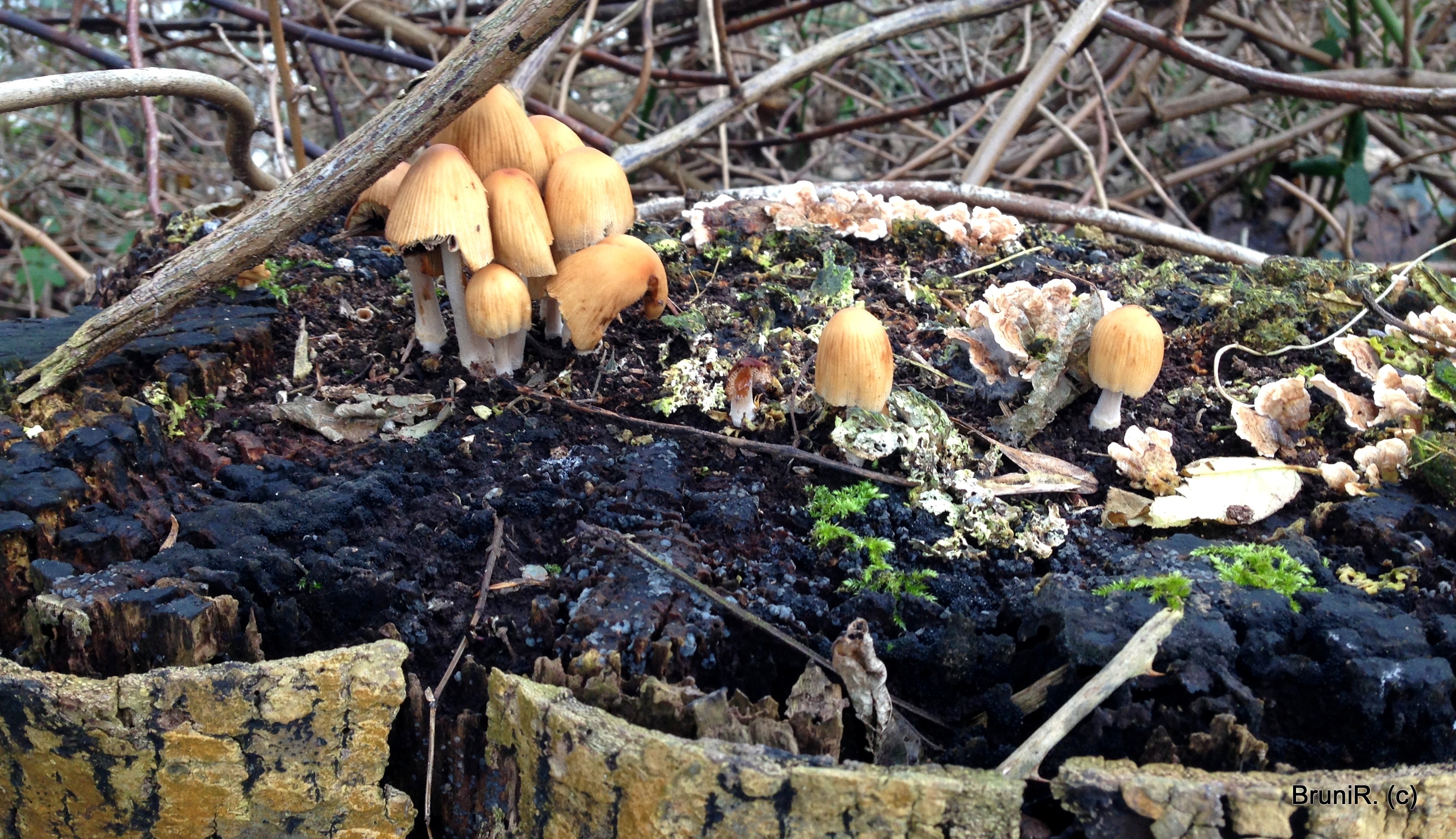Ein abgesägter Baum wird wieder besiedelt!