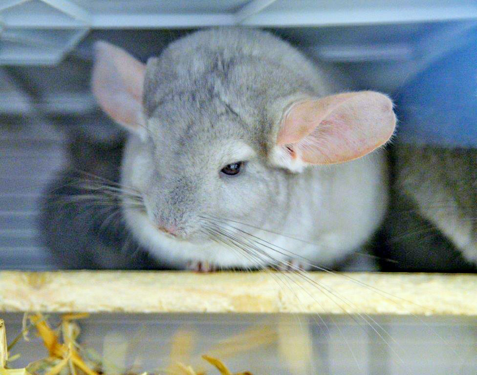 Wer nimmt die süßen Fellnasen bei sich auf? Foto: Tierheim Essen