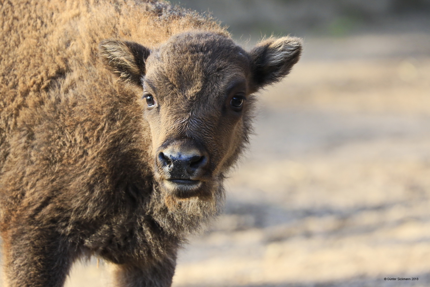 Wisent