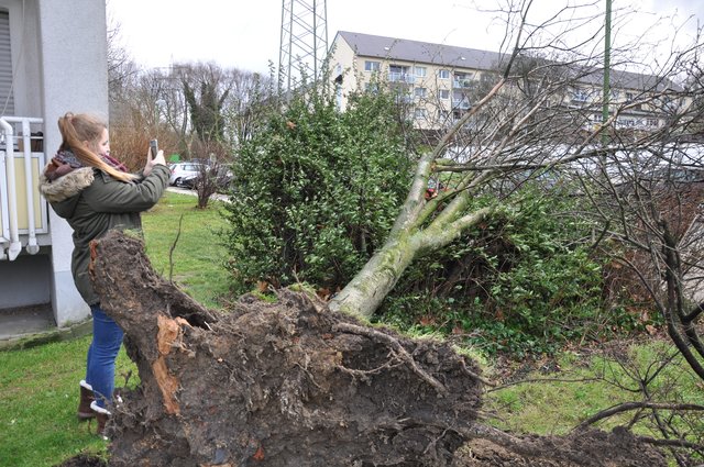 An der Altenessener Str. / Höltestr. wurde ein Baum entwurzelt.