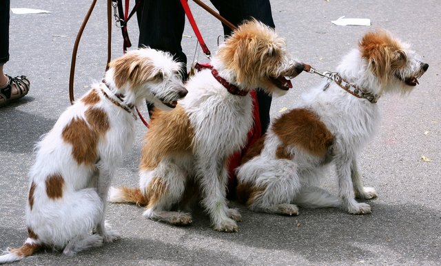 Wer seinen Hund von einem professionellen Dienstleister ausführen lässt, der kann 20 Prozent der Ausgaben als haushaltsnahe Dienstleistung von der Steuer absetzen. (Symbolbild)