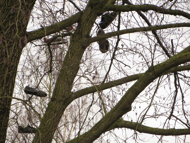 ...über diese ungewöhnlichen "Baumfrüchte"