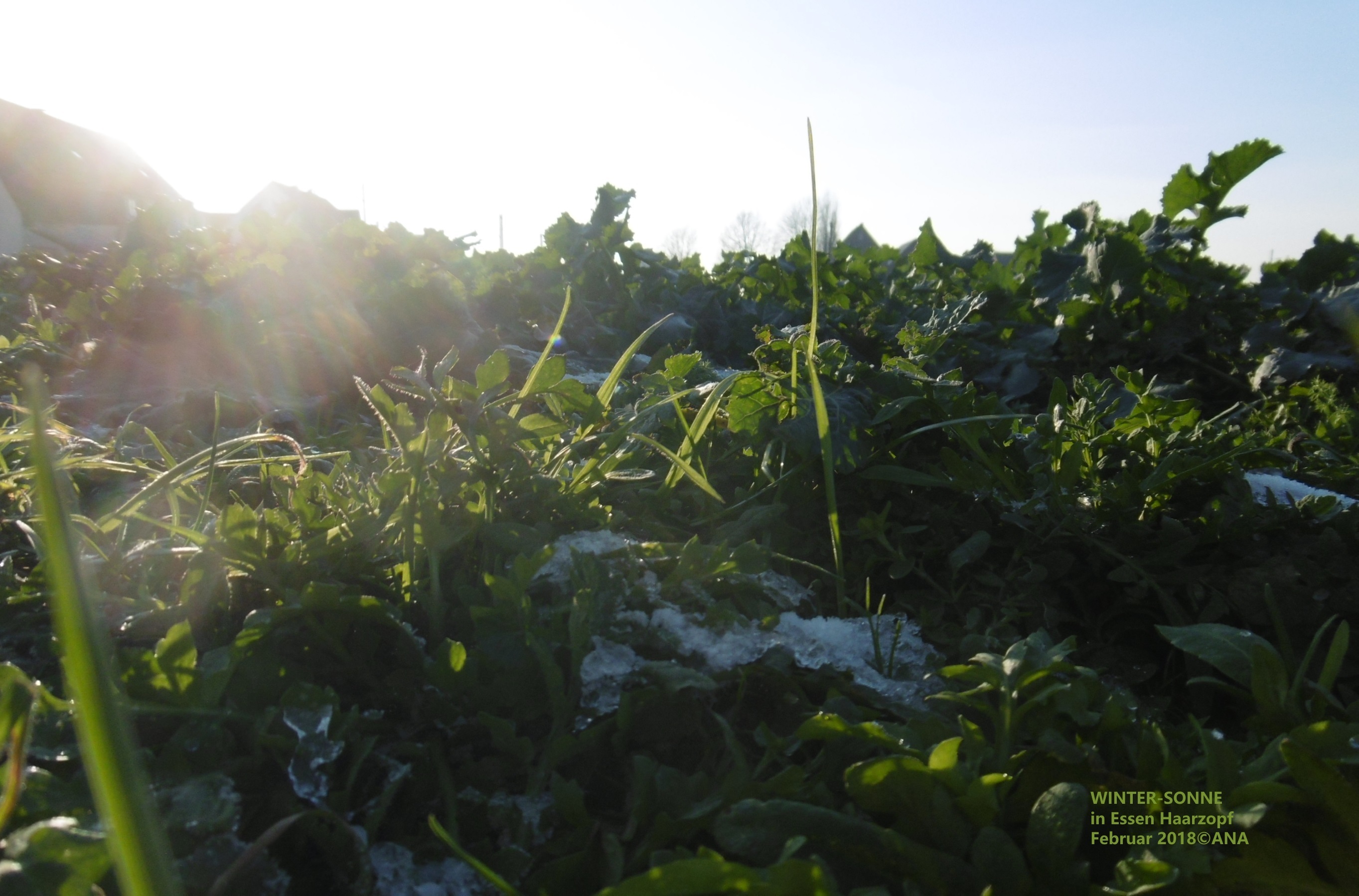 Unter der Woche....spontaner´Spaziergang zwischen JOB´und Feierabend-Einkauf und Abendessen... einfach der Wintersonne´entgegen, bald ist Wochenende...