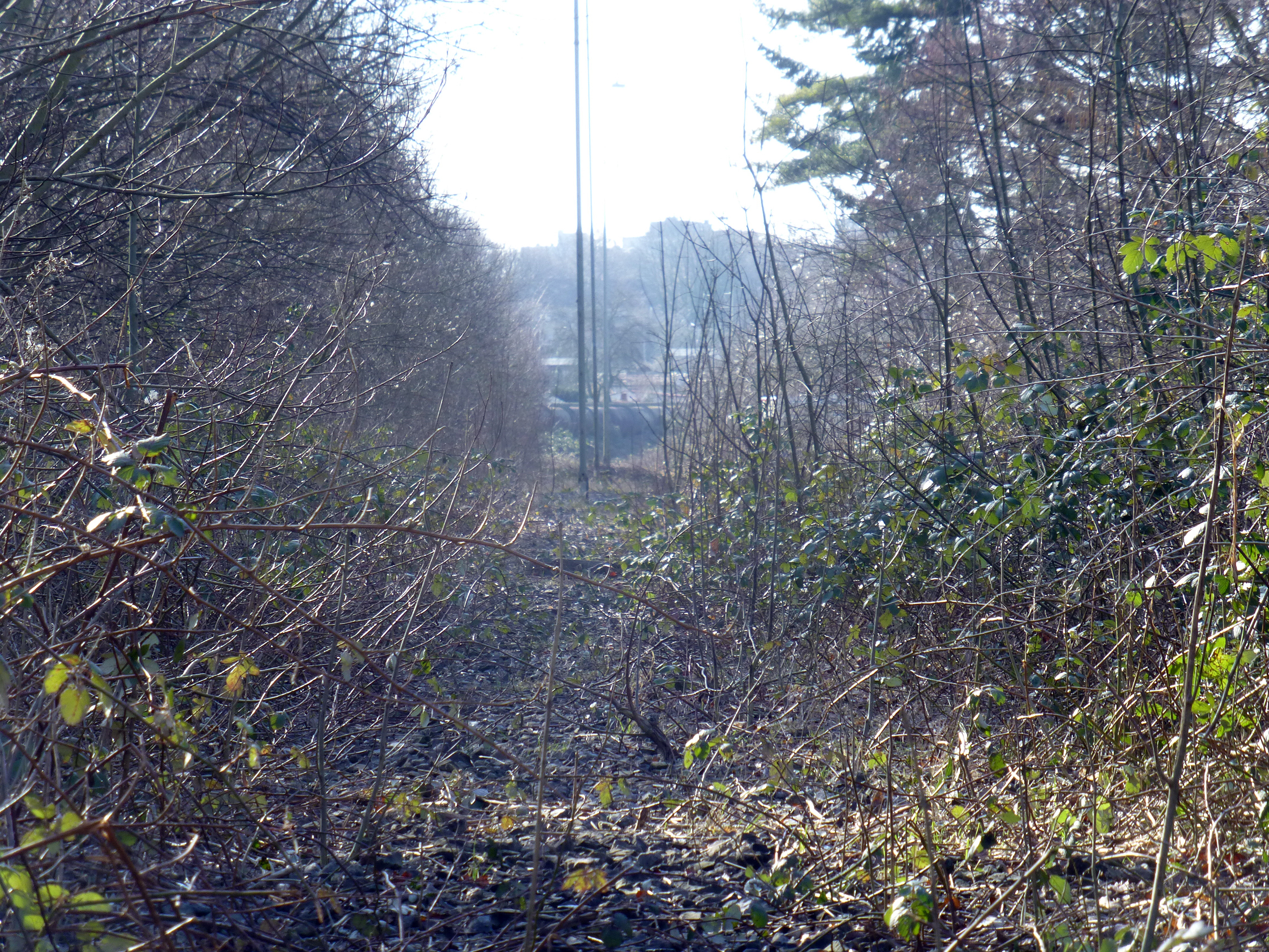 Einigen Wildwuchs zu roden haben die Arbeiter auf der ehemaligen Bahntrasse - hier im Bild in Körne.