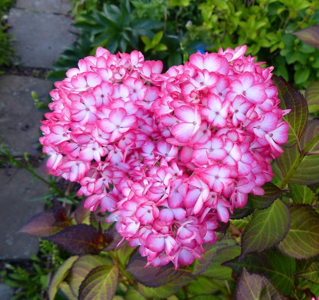 außergewöhnlich gewachsen, Hortensienblüte
