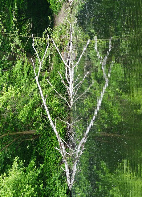 die Spiegelung zeigts