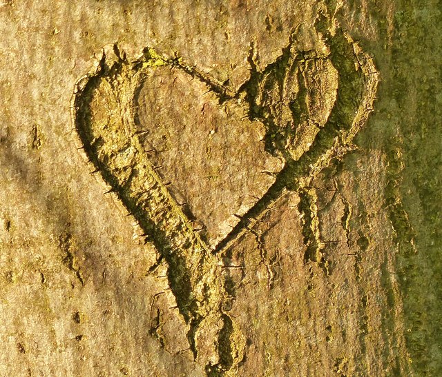in der Baumrinde verewigt