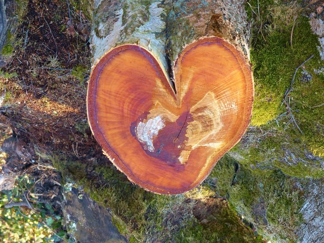 Baumschnitt offenbart es