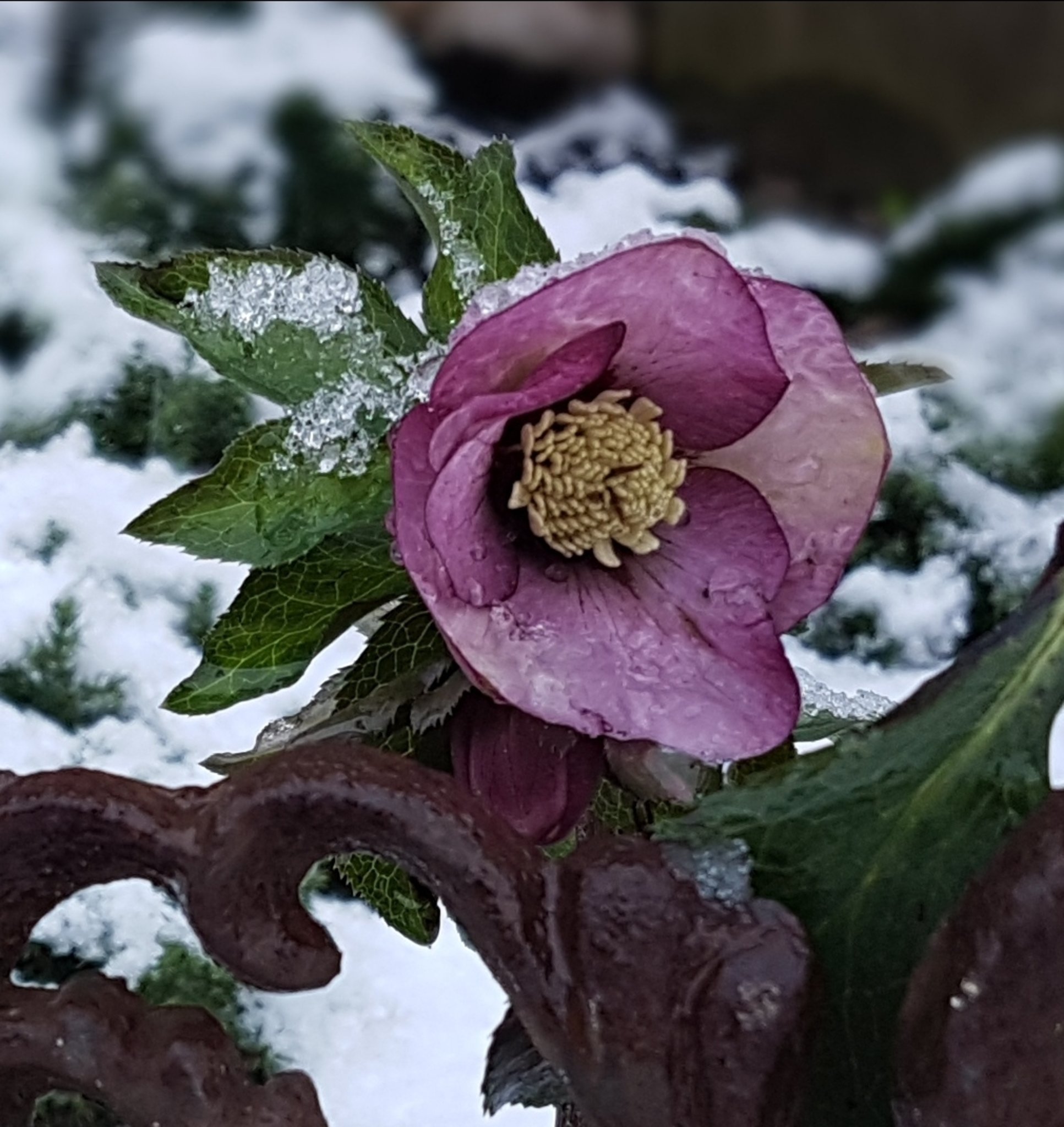 LENZROSE. Ich wünsche allen einen guten Start ins Wochenende. Marl